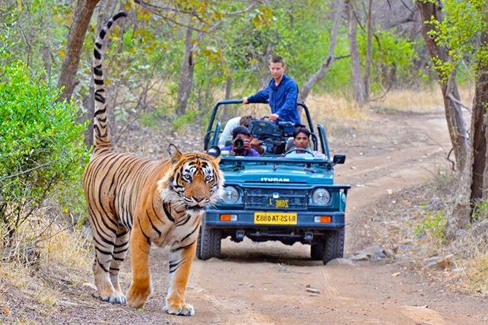 http://www.getbookcab.com/Admin/images/ranthambore.jpg